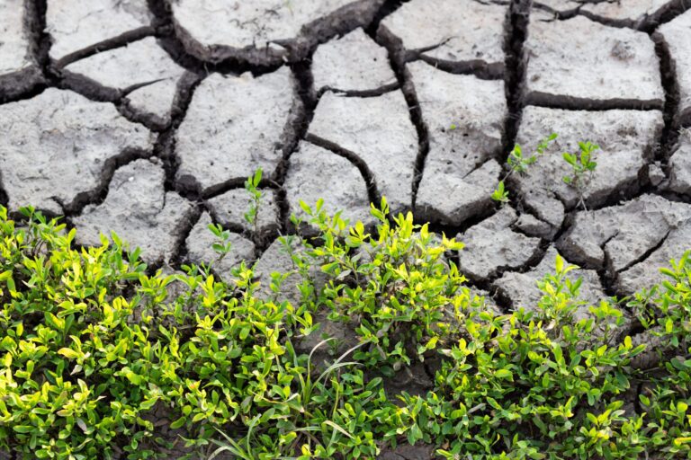 cracked dried earth background and growing green plants save planet Earth global warming